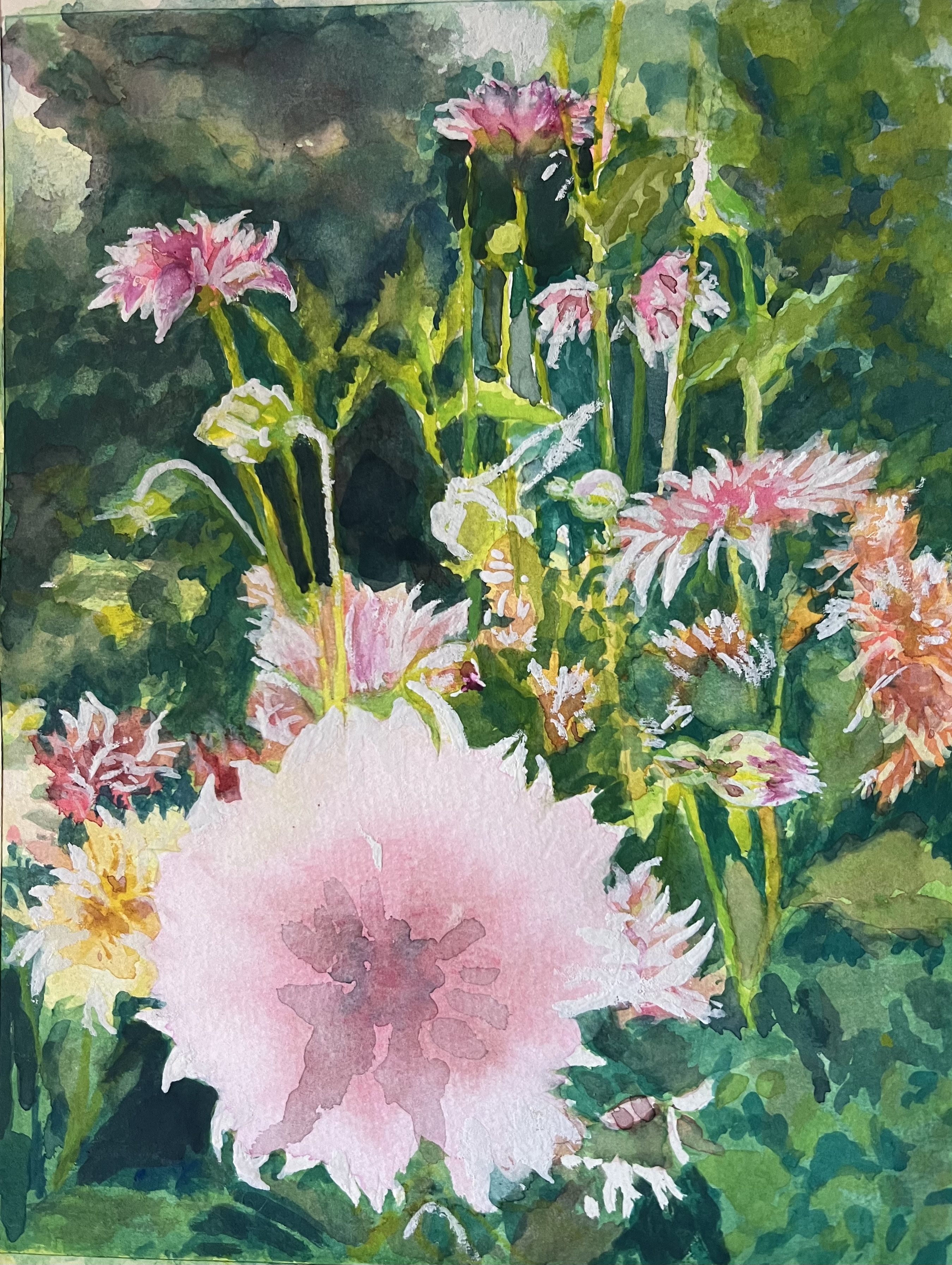 Dahlia Border, 2024